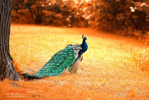 伯恩利球员状态火热，备战下一场比赛